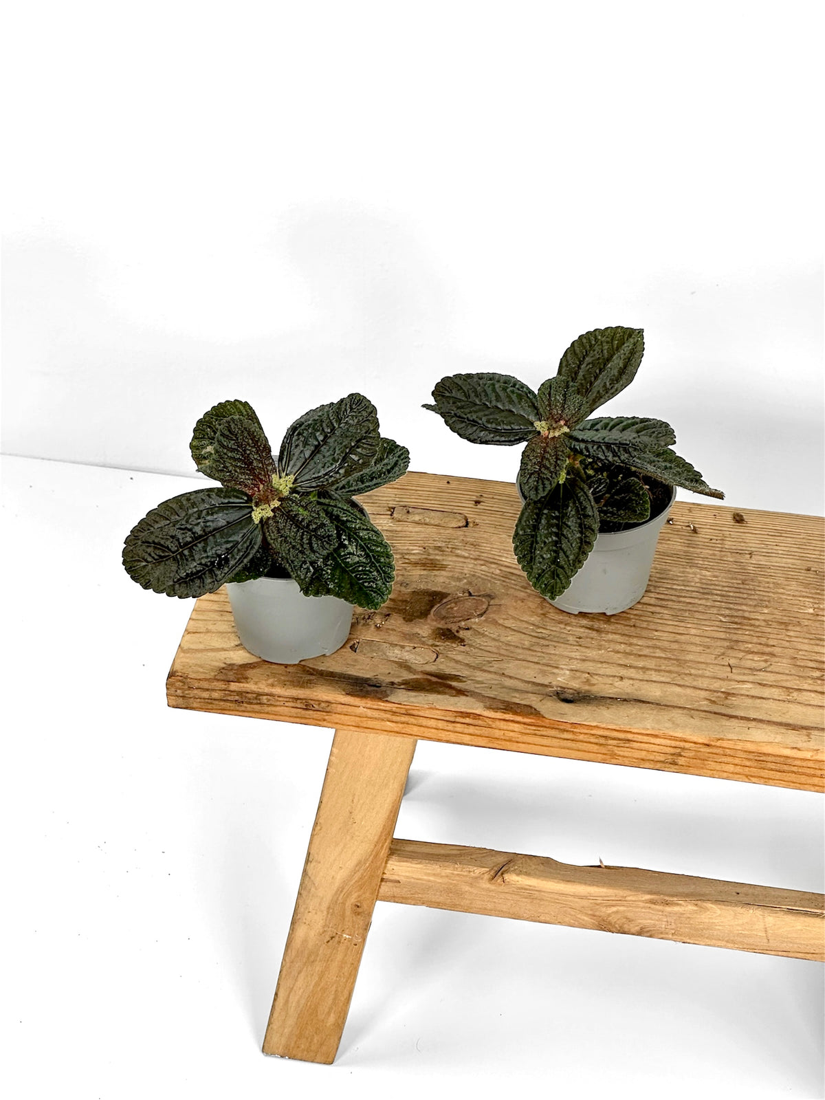 Pilea Repens- Baby plant