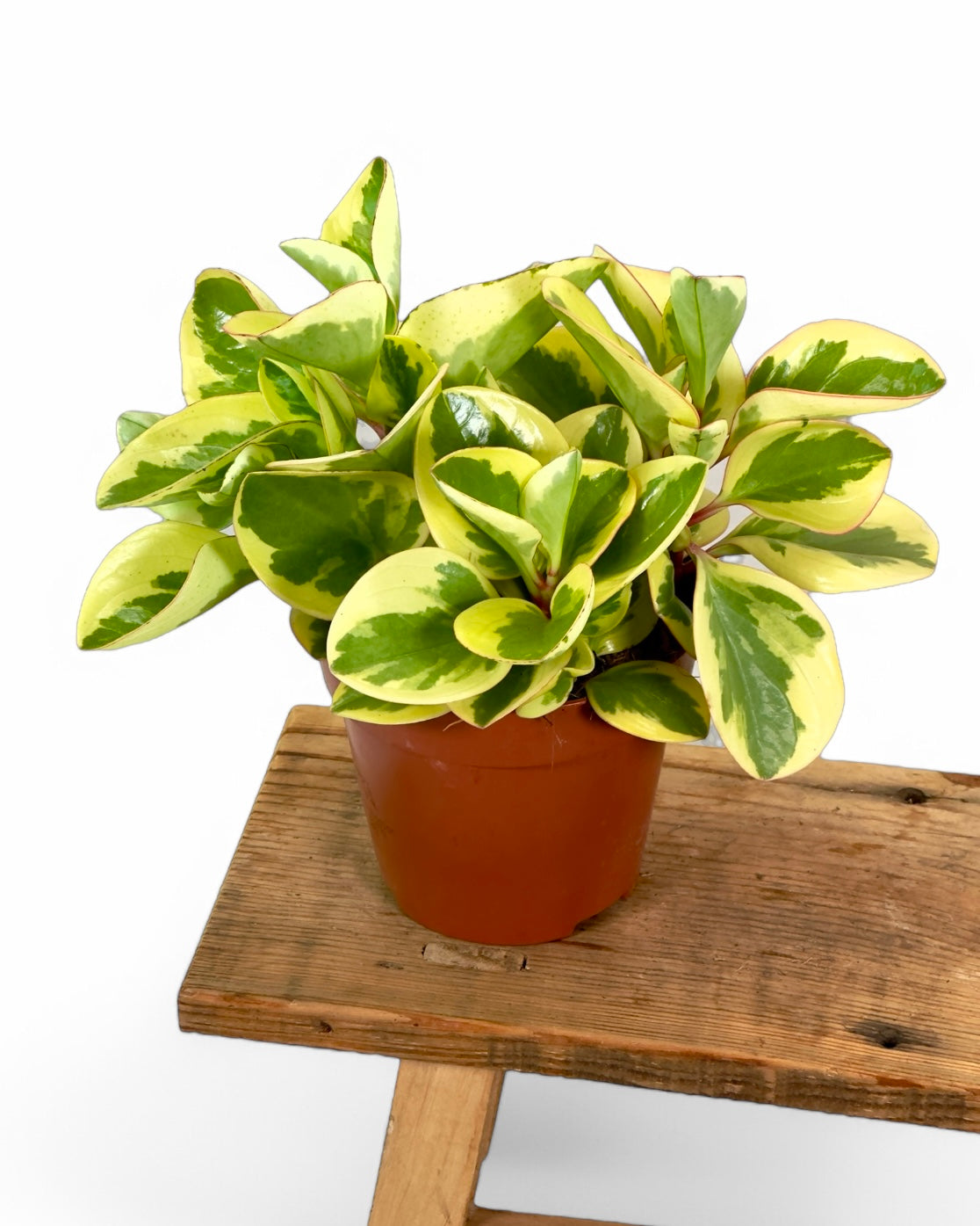 Peperomia Obtusifolia Variegata