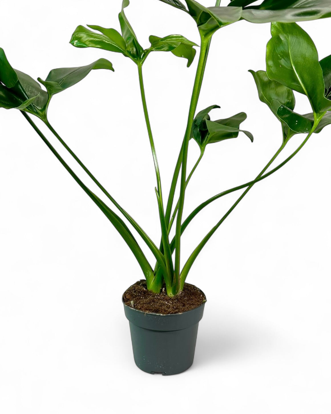 Philodendron Goeldi 'Fun Bun' - Hauteur 80 cm