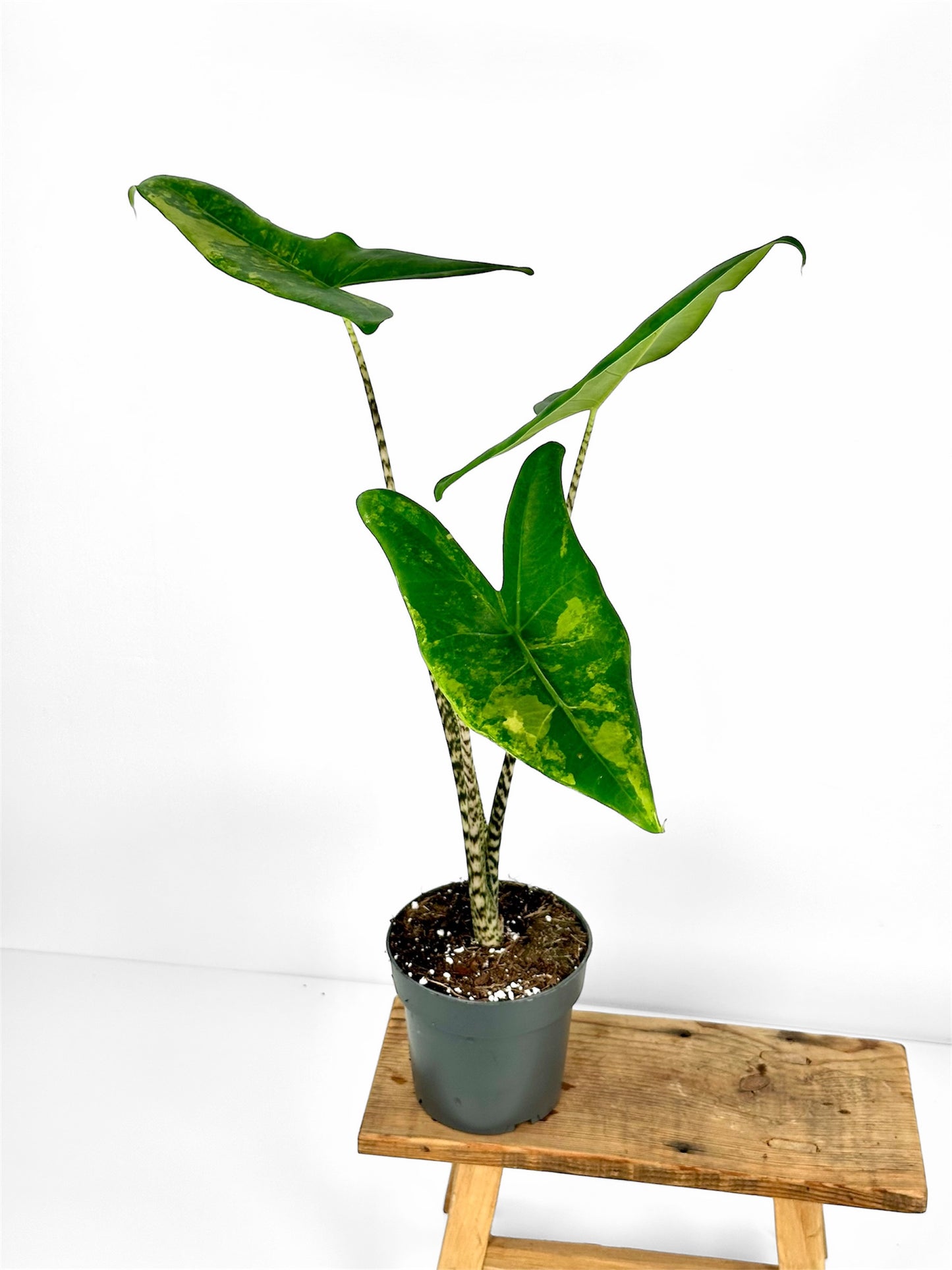 Alocasia Zebrina 'variegata'