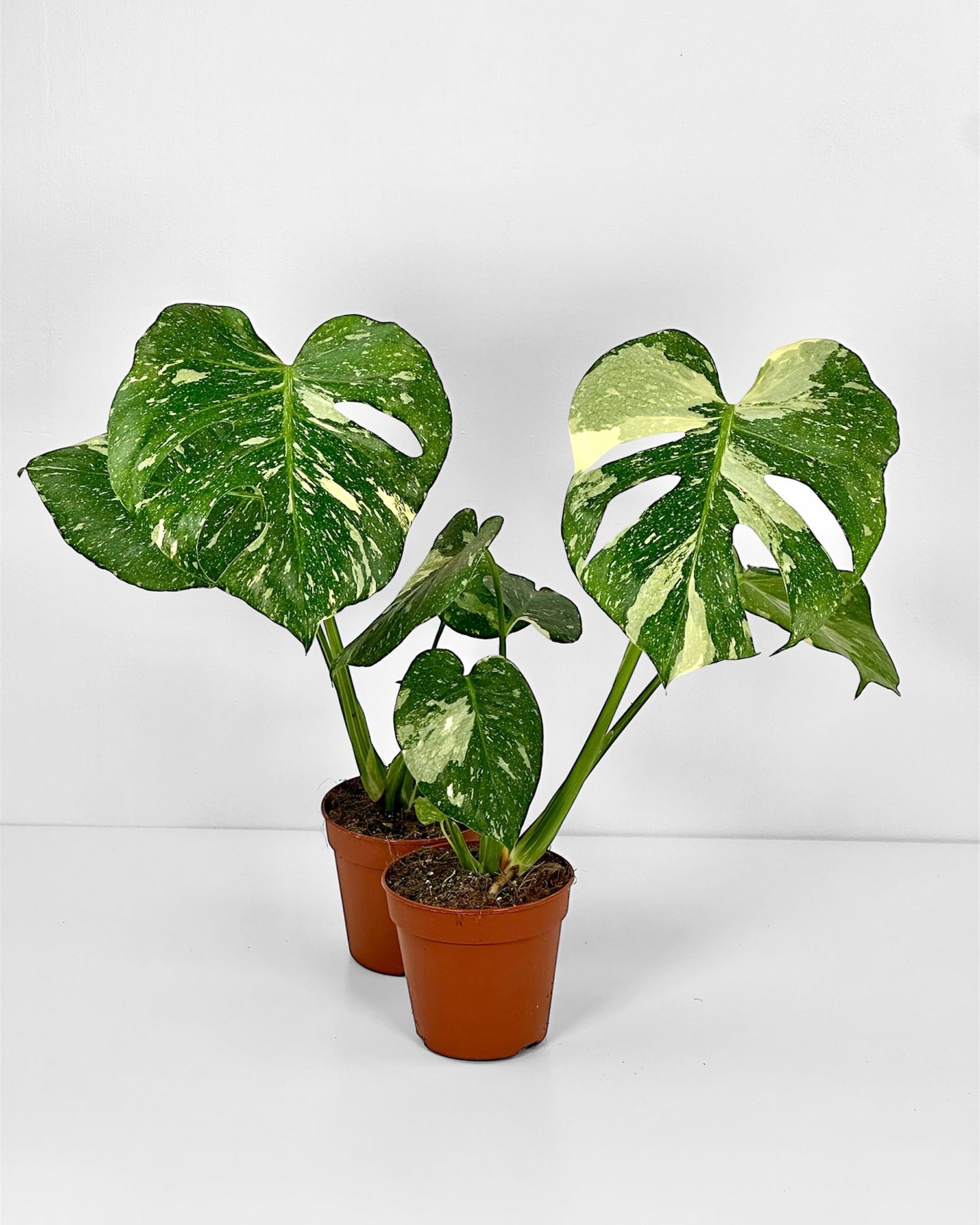 Monstera Thai Constellation - M