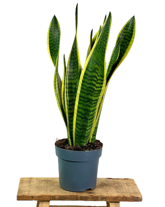 Sansevieria Laurentii 'pot Ø14 cm'