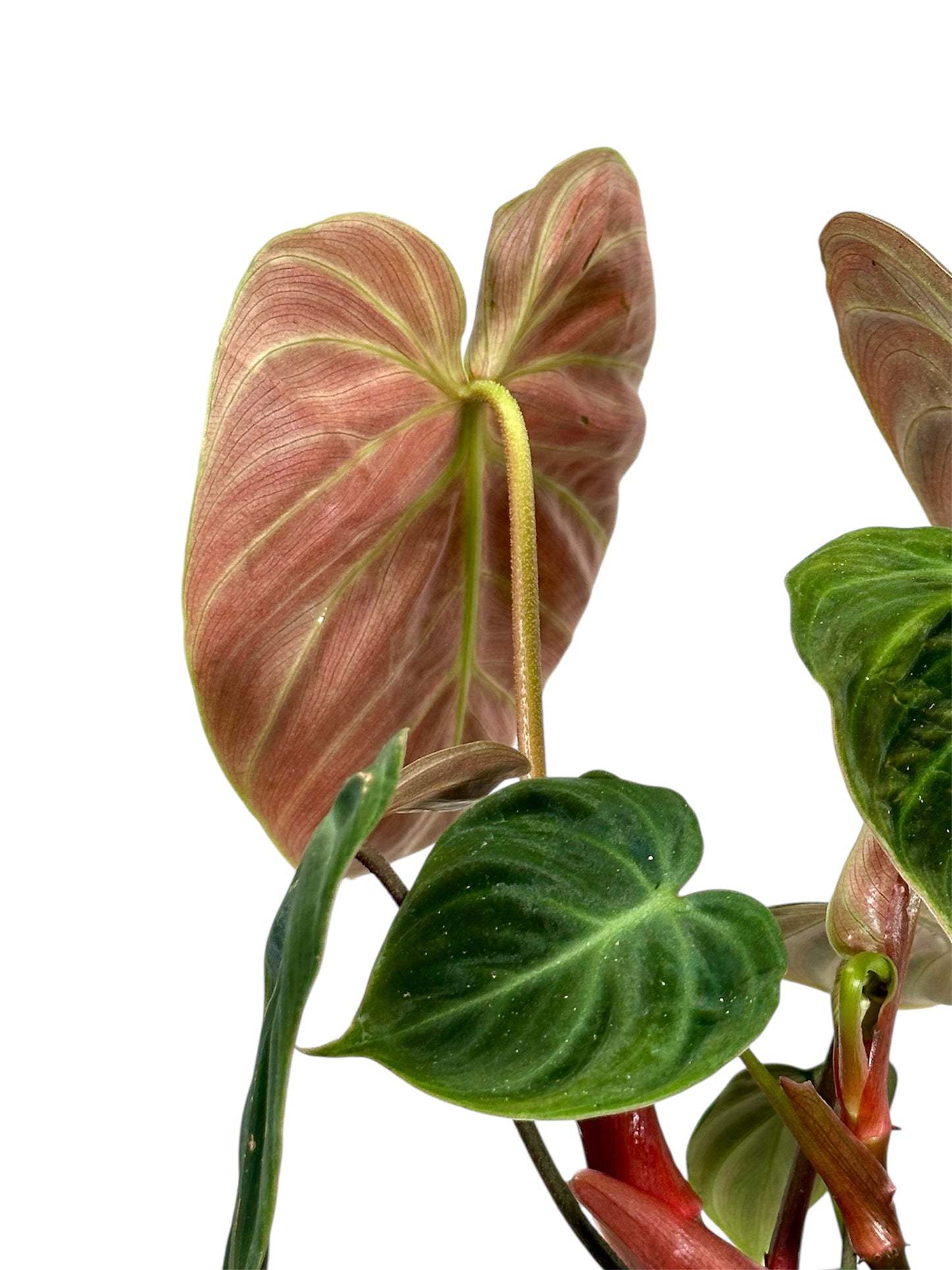 Philodendron El Choco Red