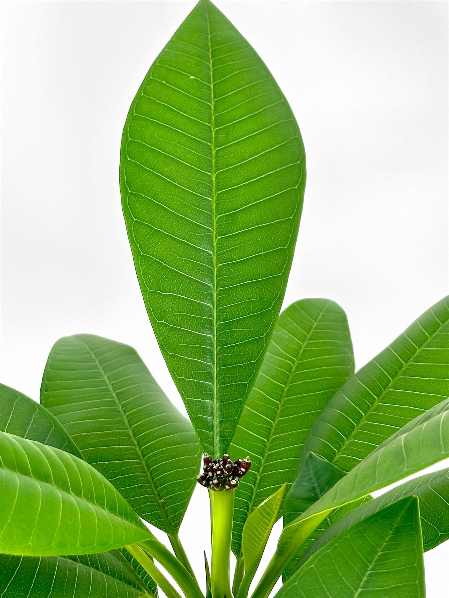 Plumeria - Frangipanier