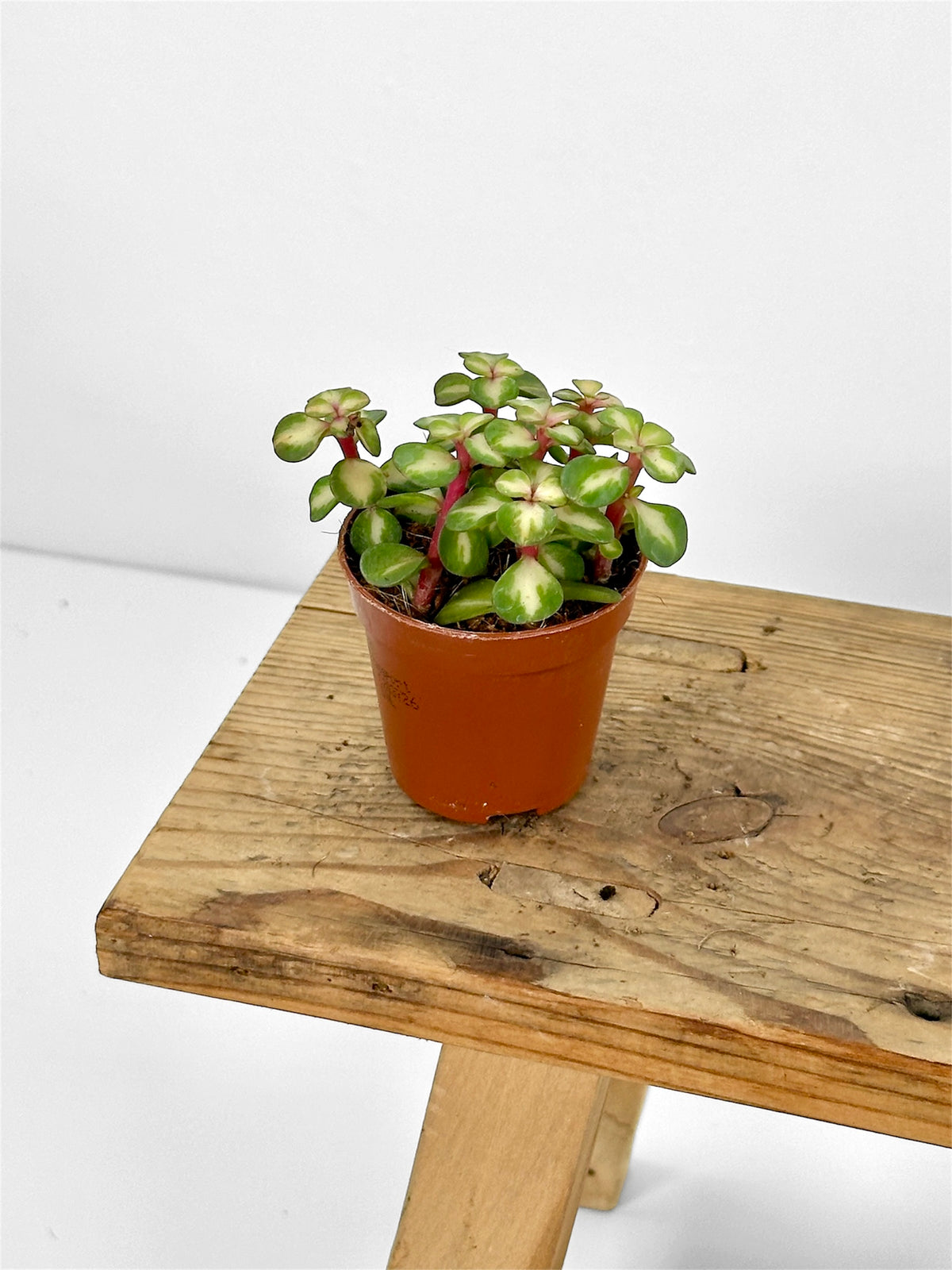 Portulacaria Variegata - Baby plant