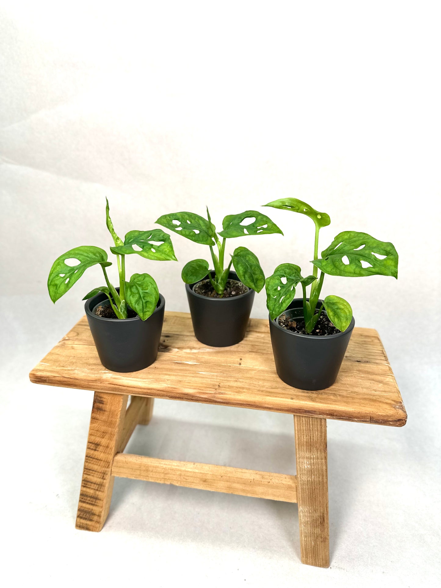 Monstera Adansonii - Baby plant