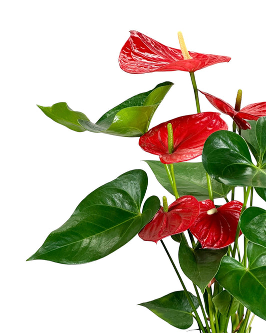 Anthurium Royal Red Champion - XL