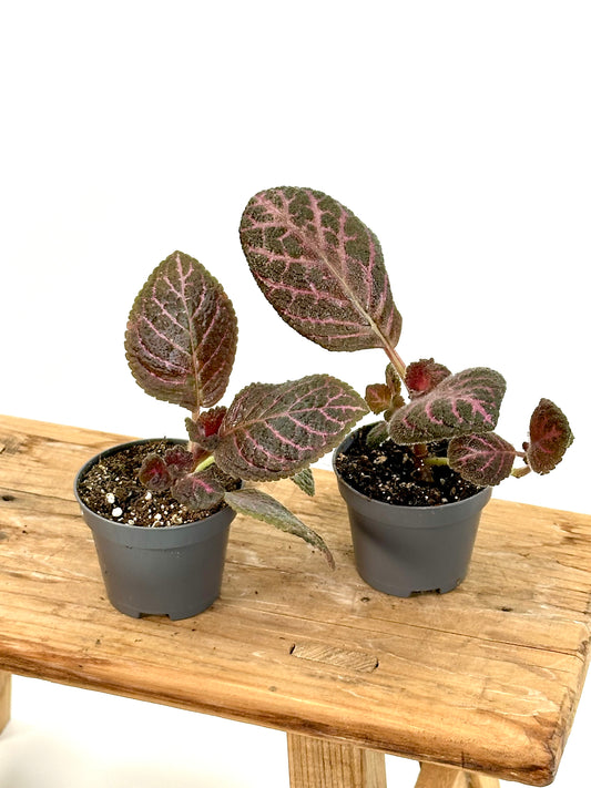 Episcia Black Star - Baby plant
