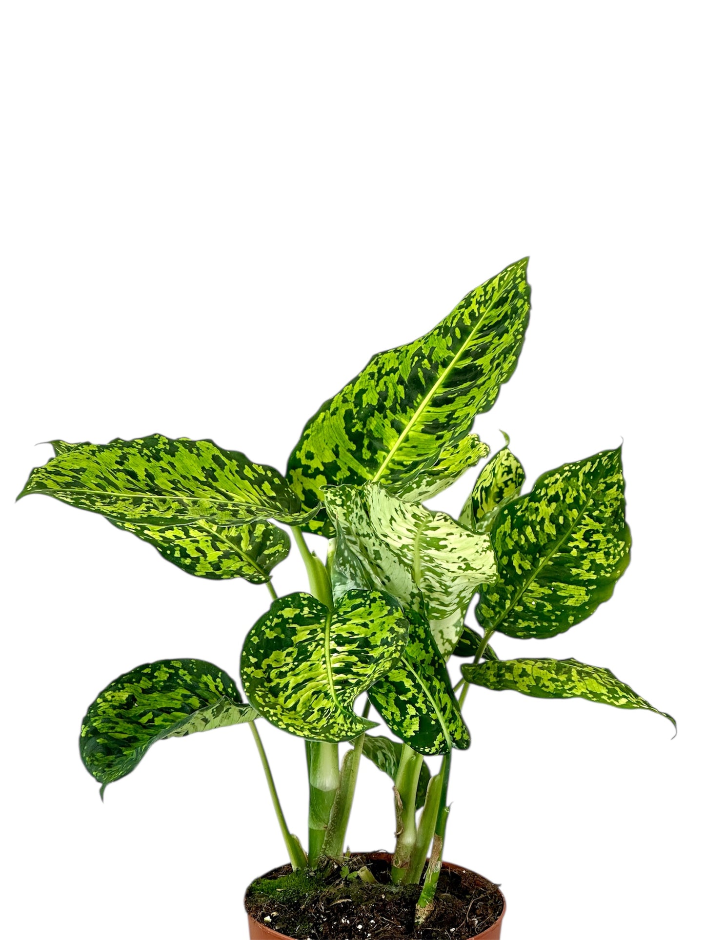Dieffenbachia Reflector - Taille L