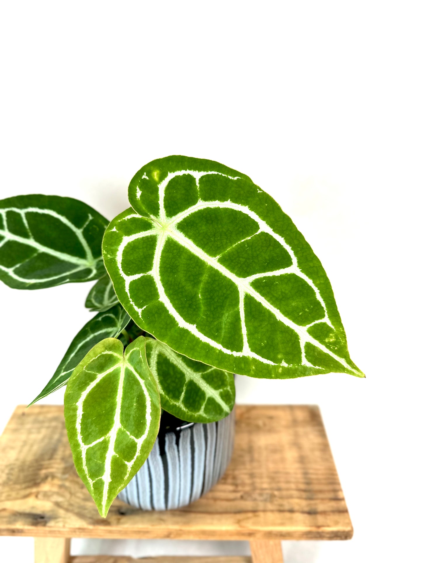 Anthurium Crystallinum