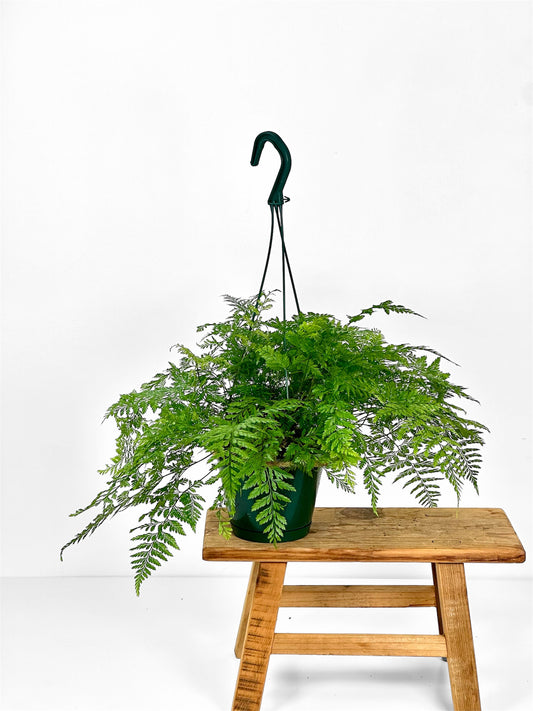 Davallia ''Fougère Patte De Lapin'' - Suspension