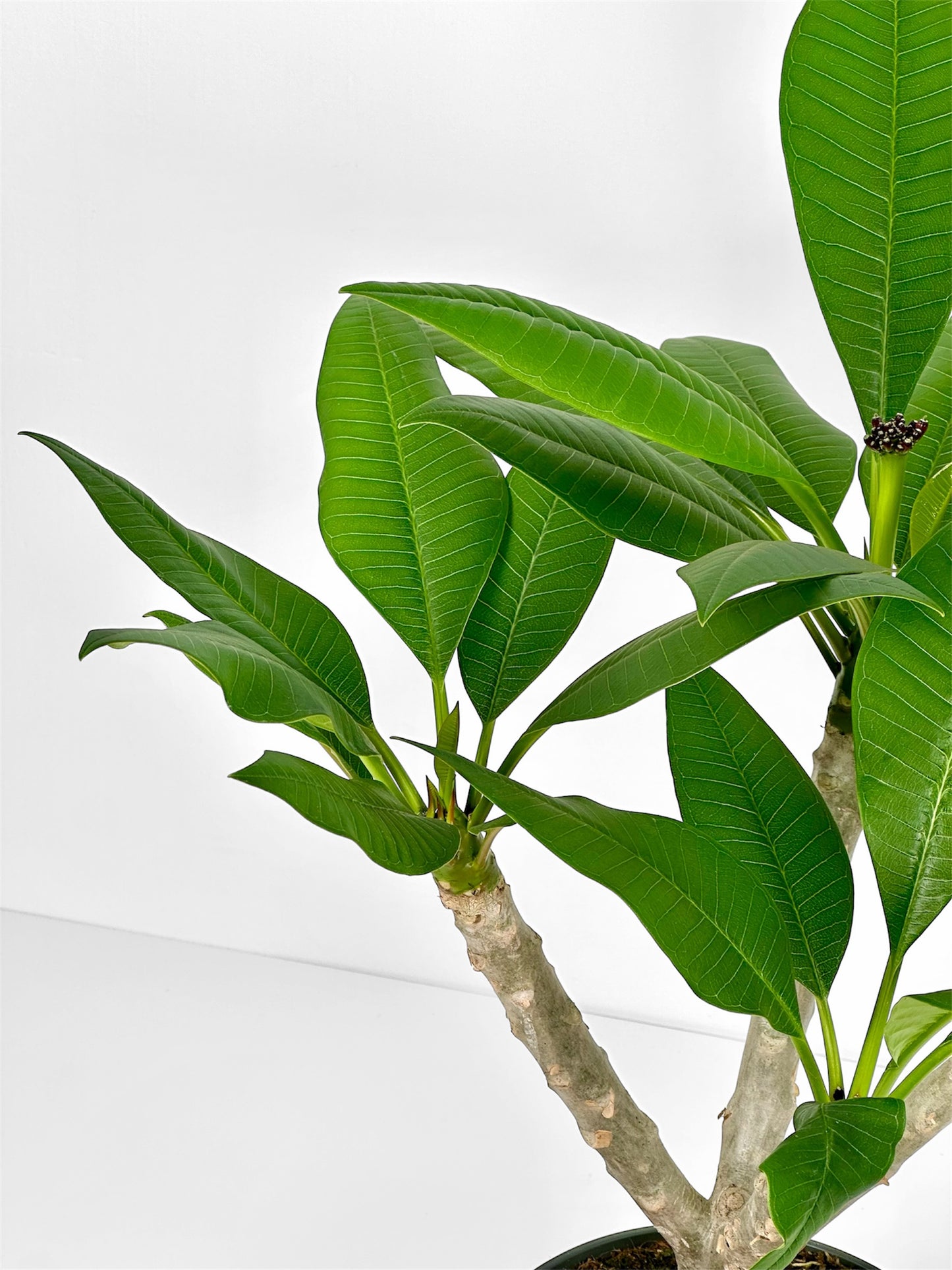 Plumeria - Frangipanier