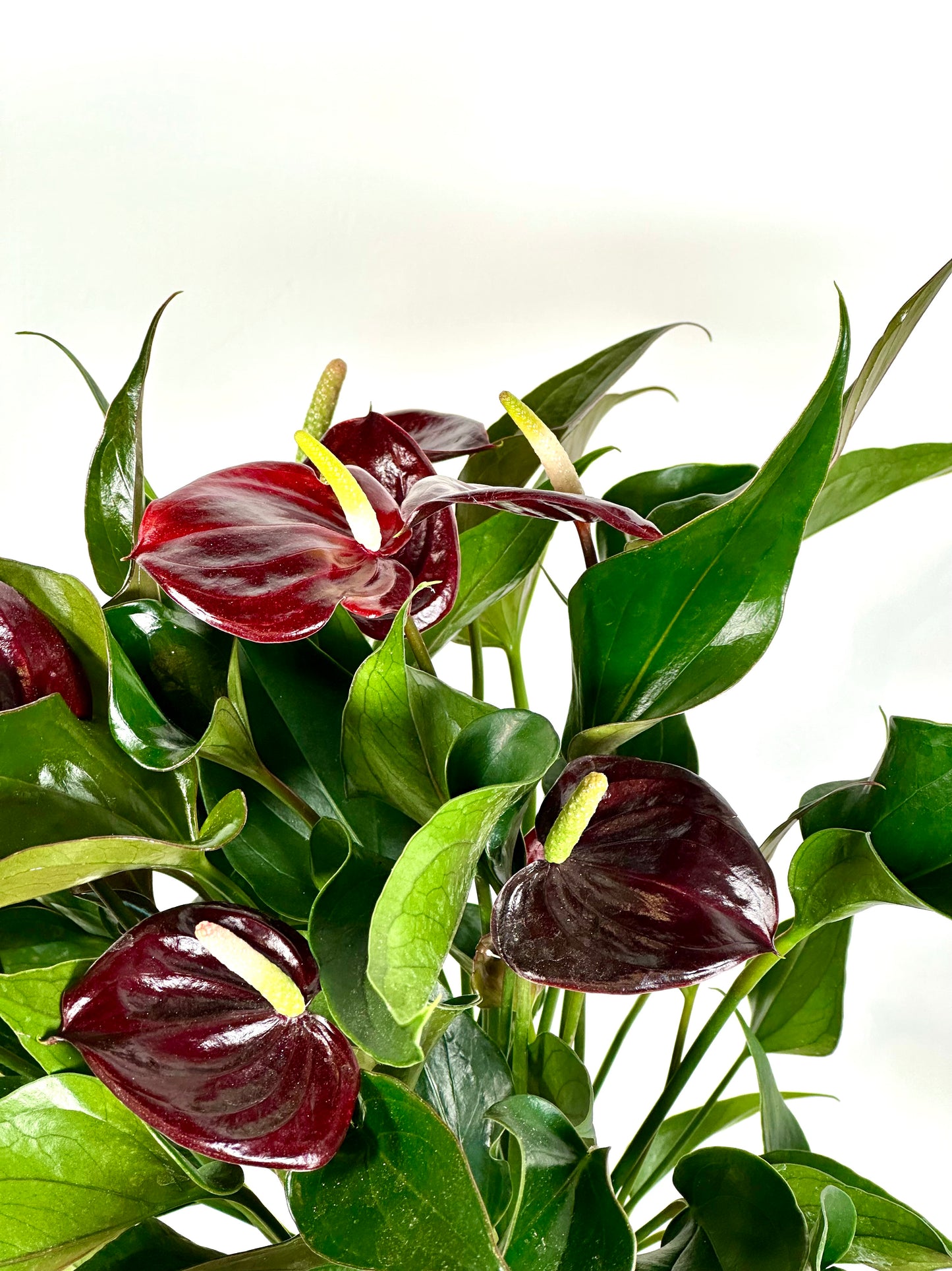 Anthurium Royal Pourpre