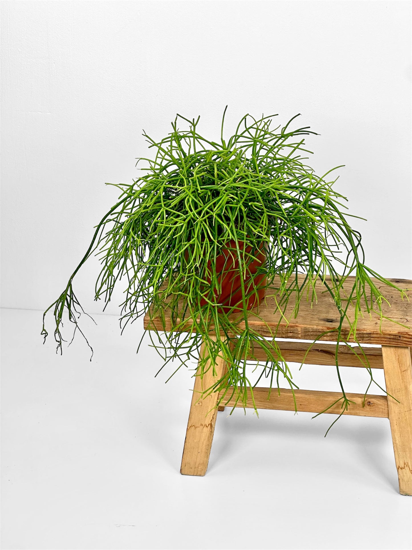 Rhipsalis Cassutha Oasis