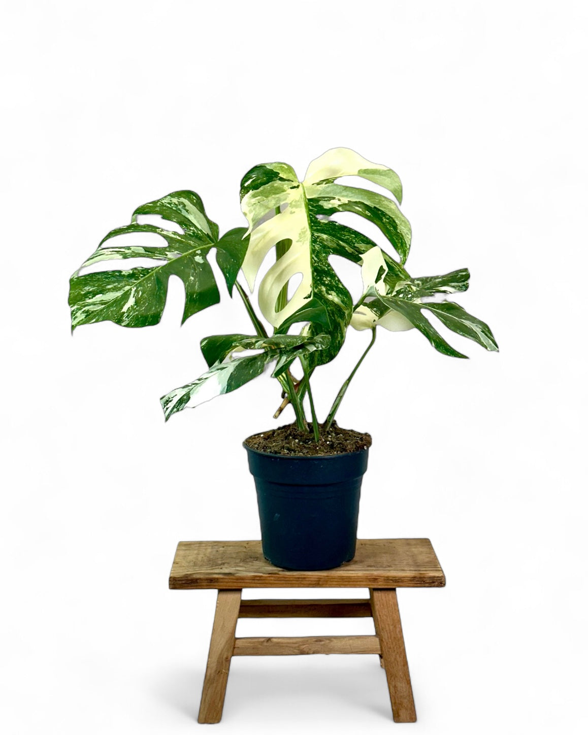 Monstera Deliciosa variegata