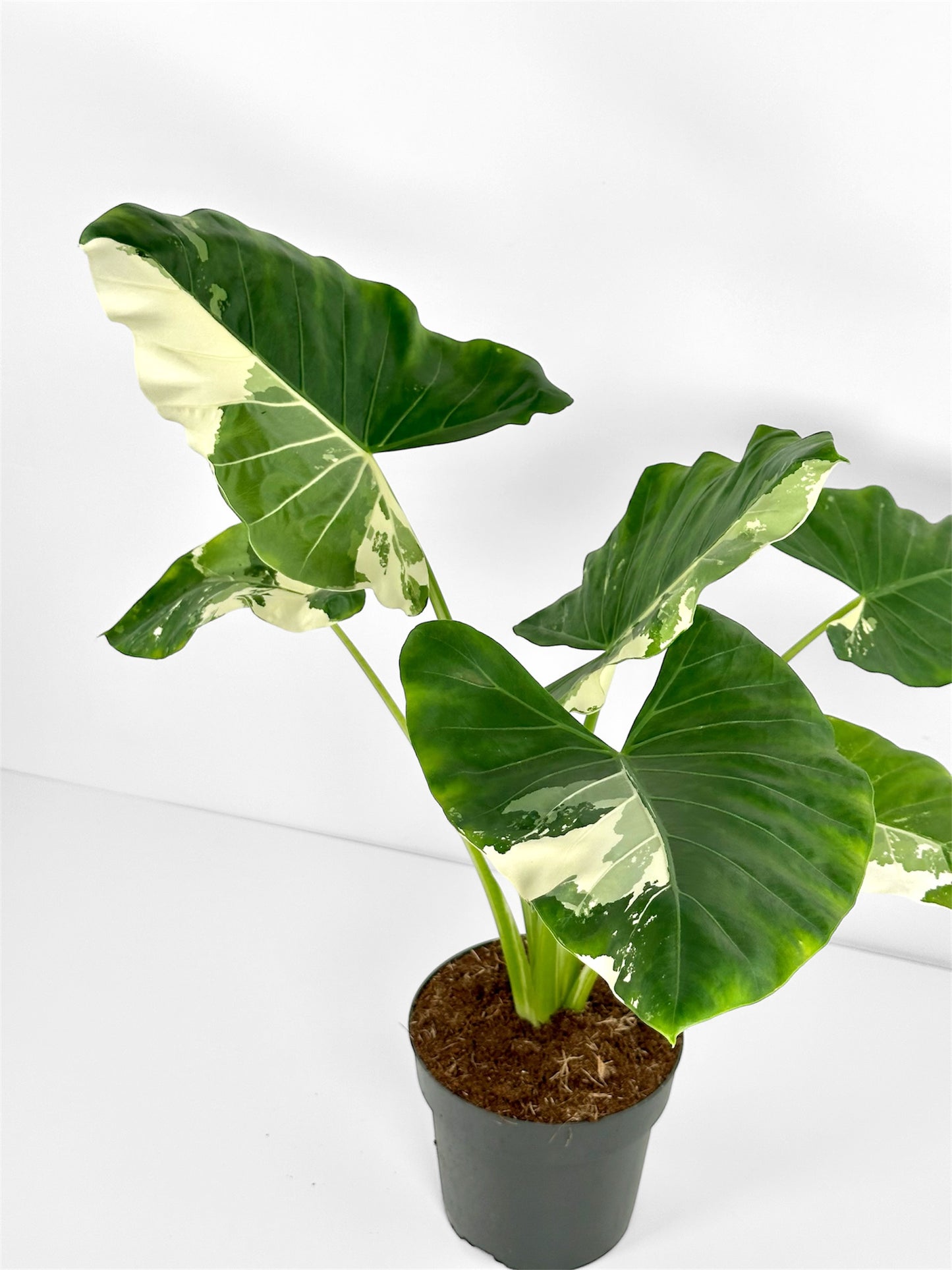 Alocasia Macrorrhiza Variegata