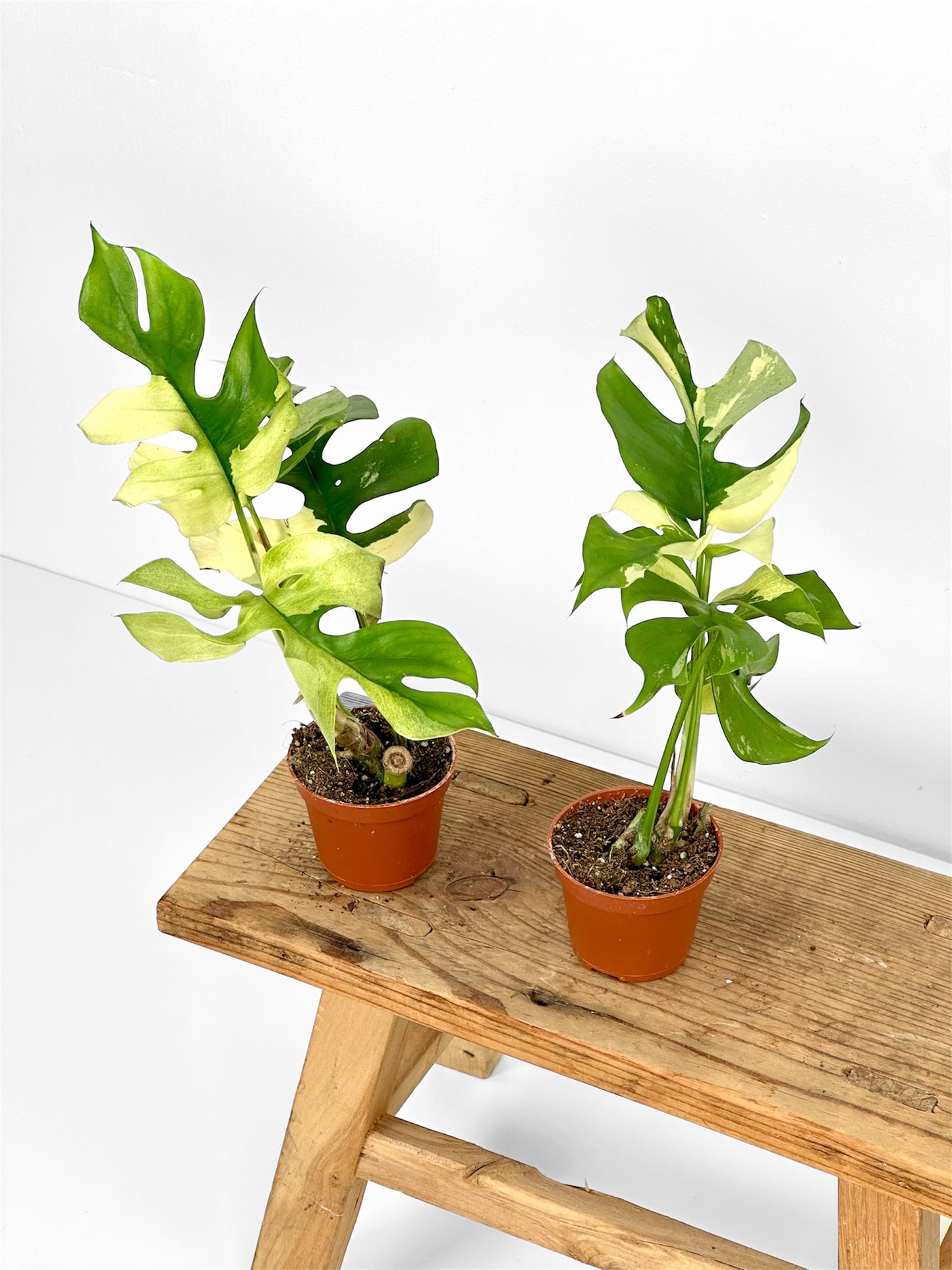 Rhaphidophora Tetrasperma variegata - Baby plant