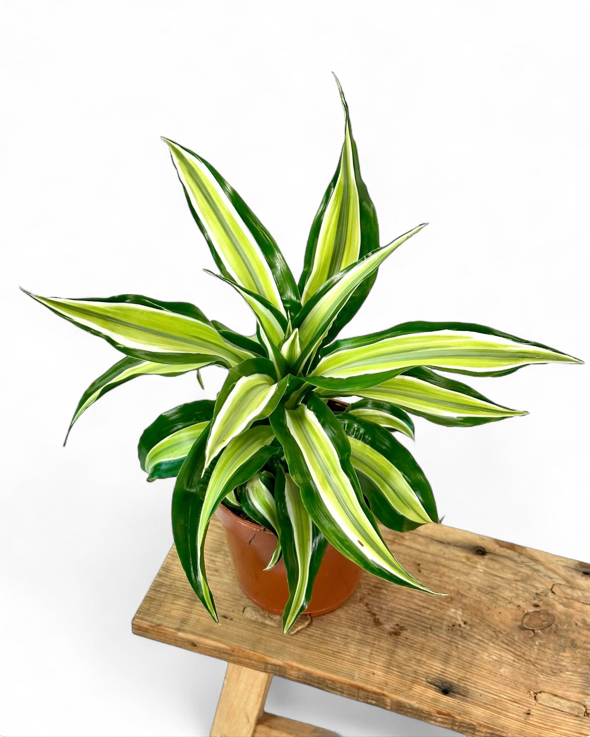 Dracaena Malaika