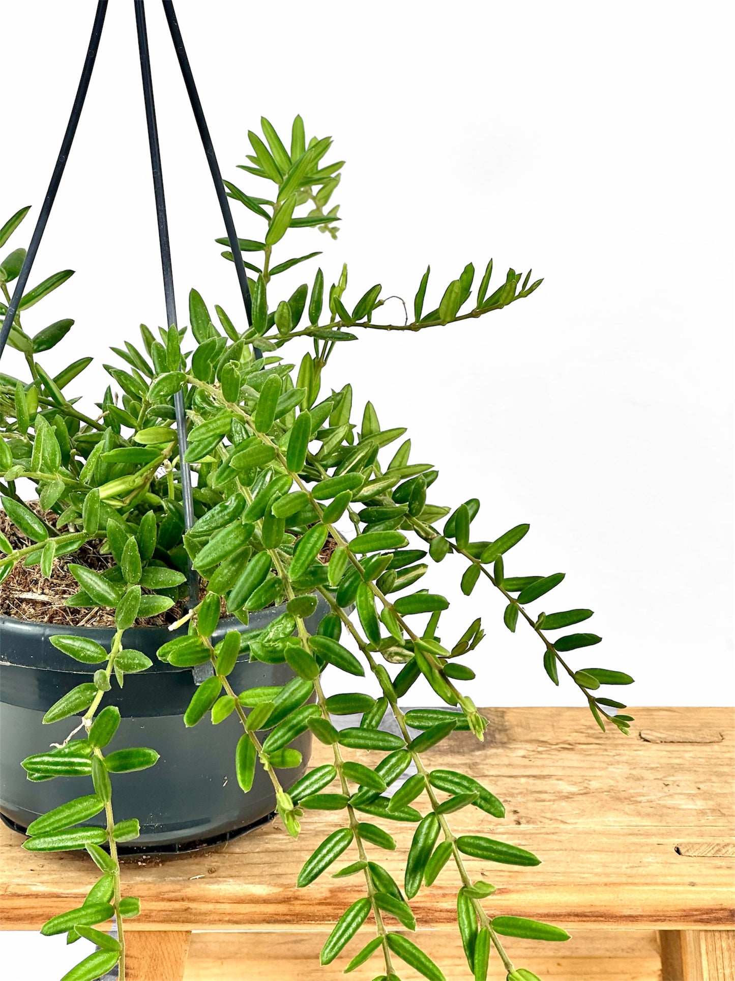 Hoya Engleriana - suspension