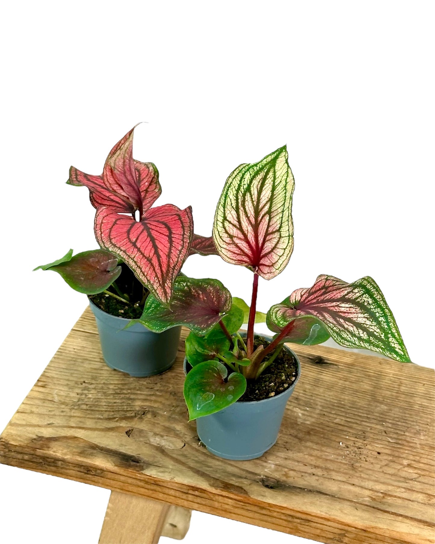 Caladium Lucia - Baby plant