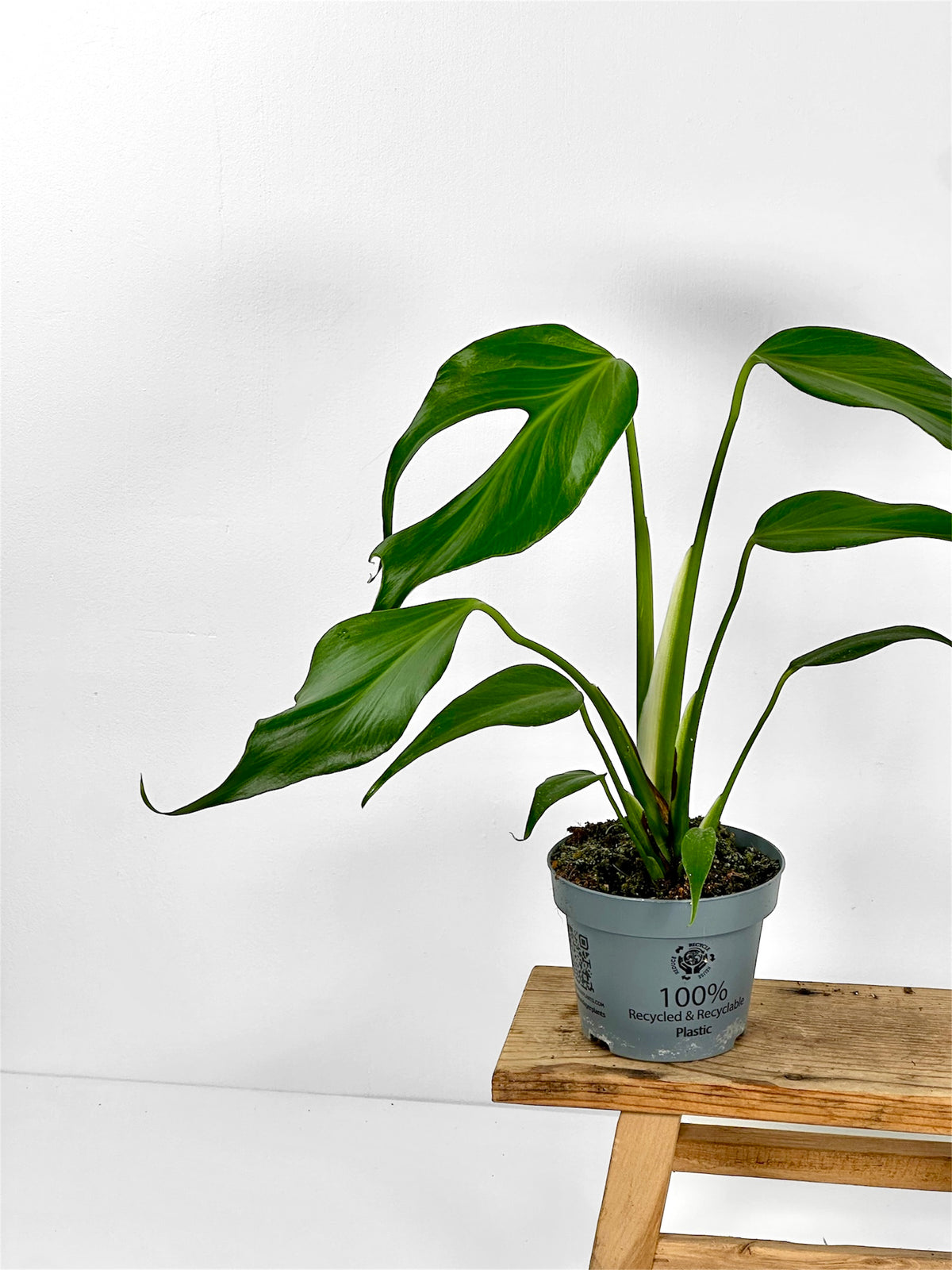 Monstera Burle Marx Flame