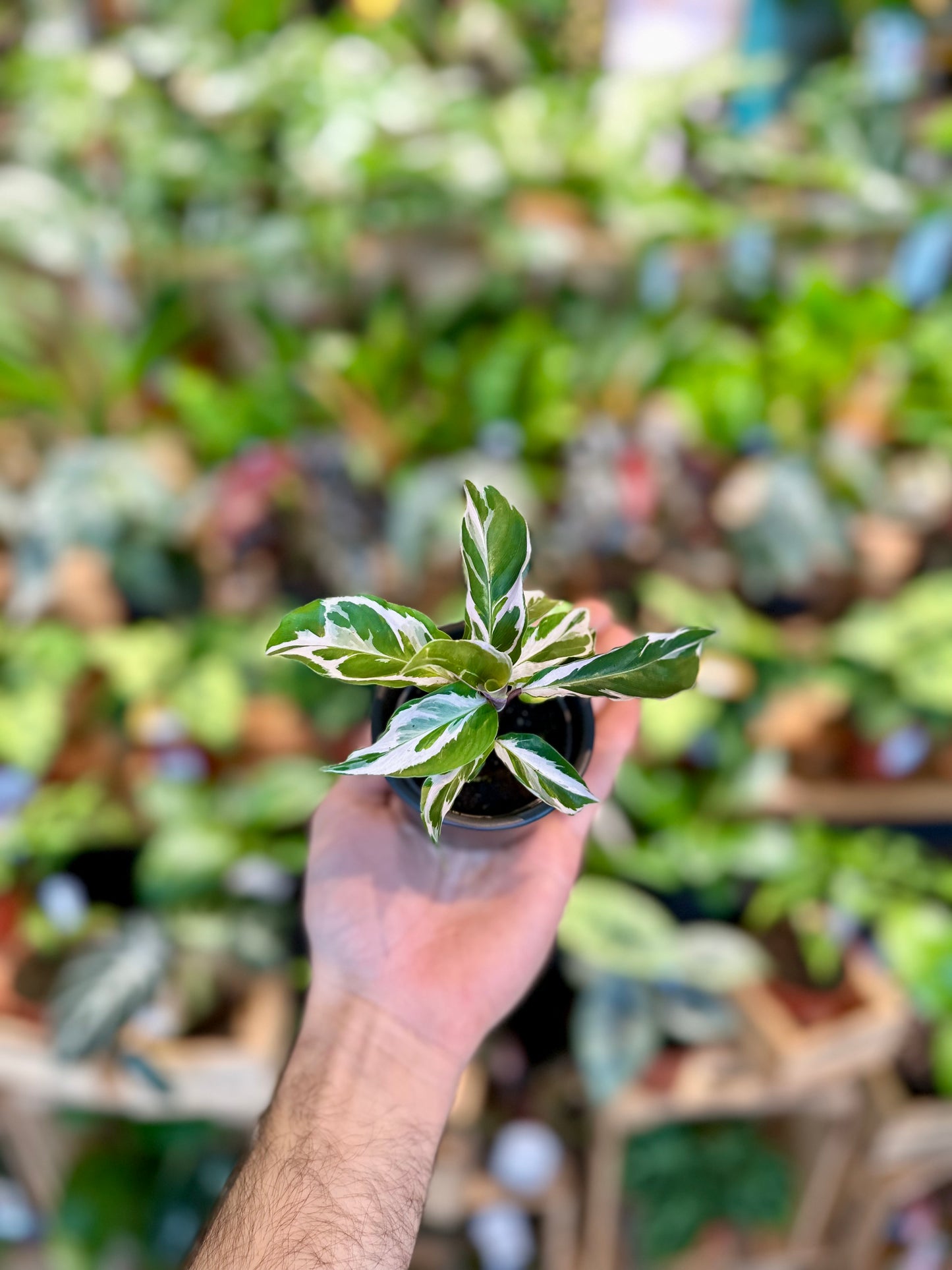 Calathea White Fusion - Baby plant