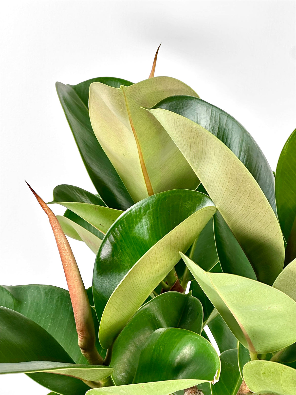 Ficus Elastica Cloe
