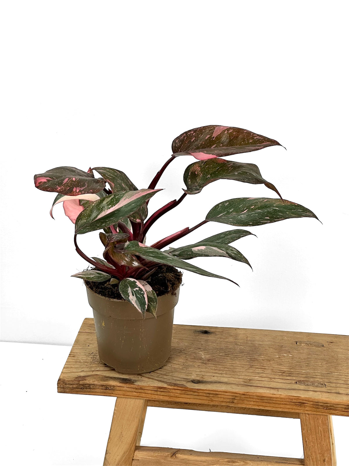 Philodendron Pink Princess Marble