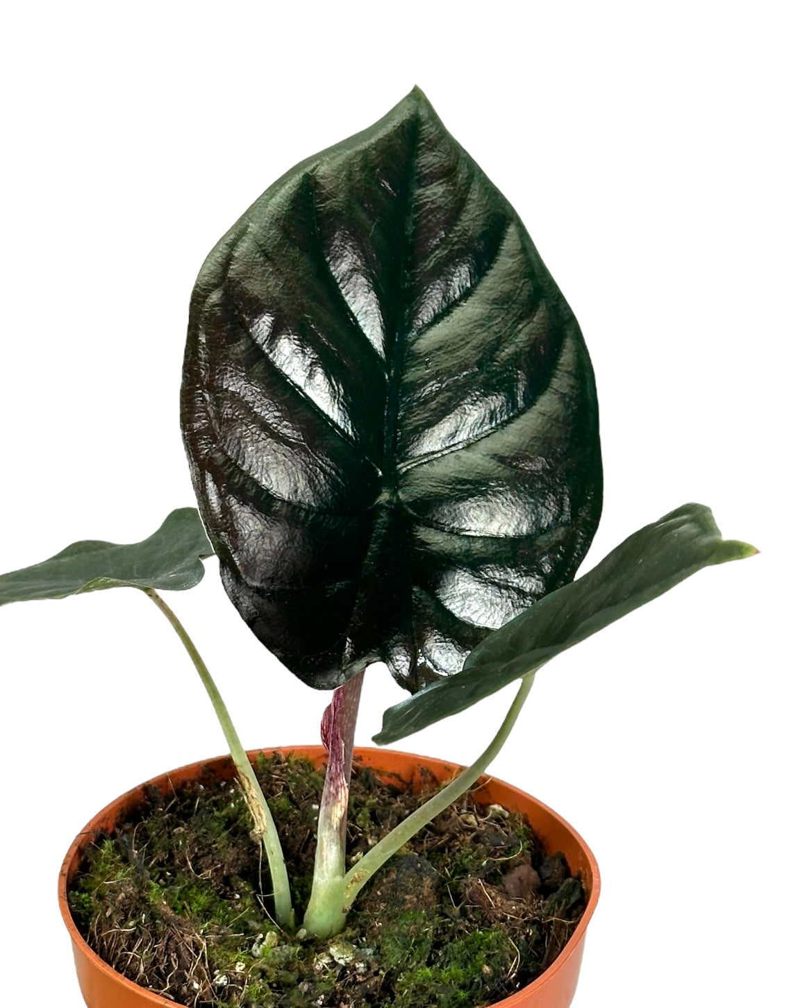 Alocasia Infernalis Black Magic