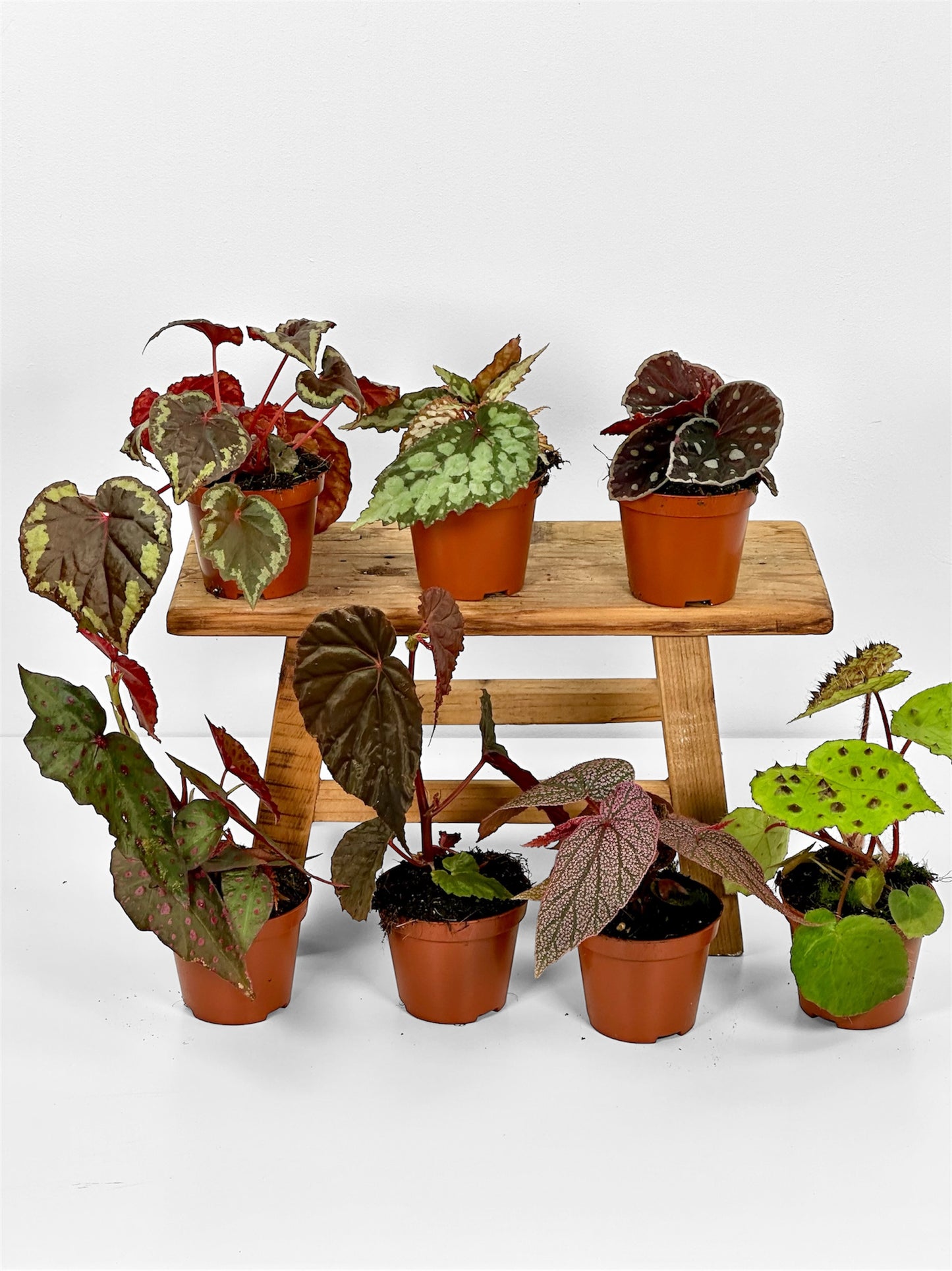 Bégonias rares — diverses variétés au choix