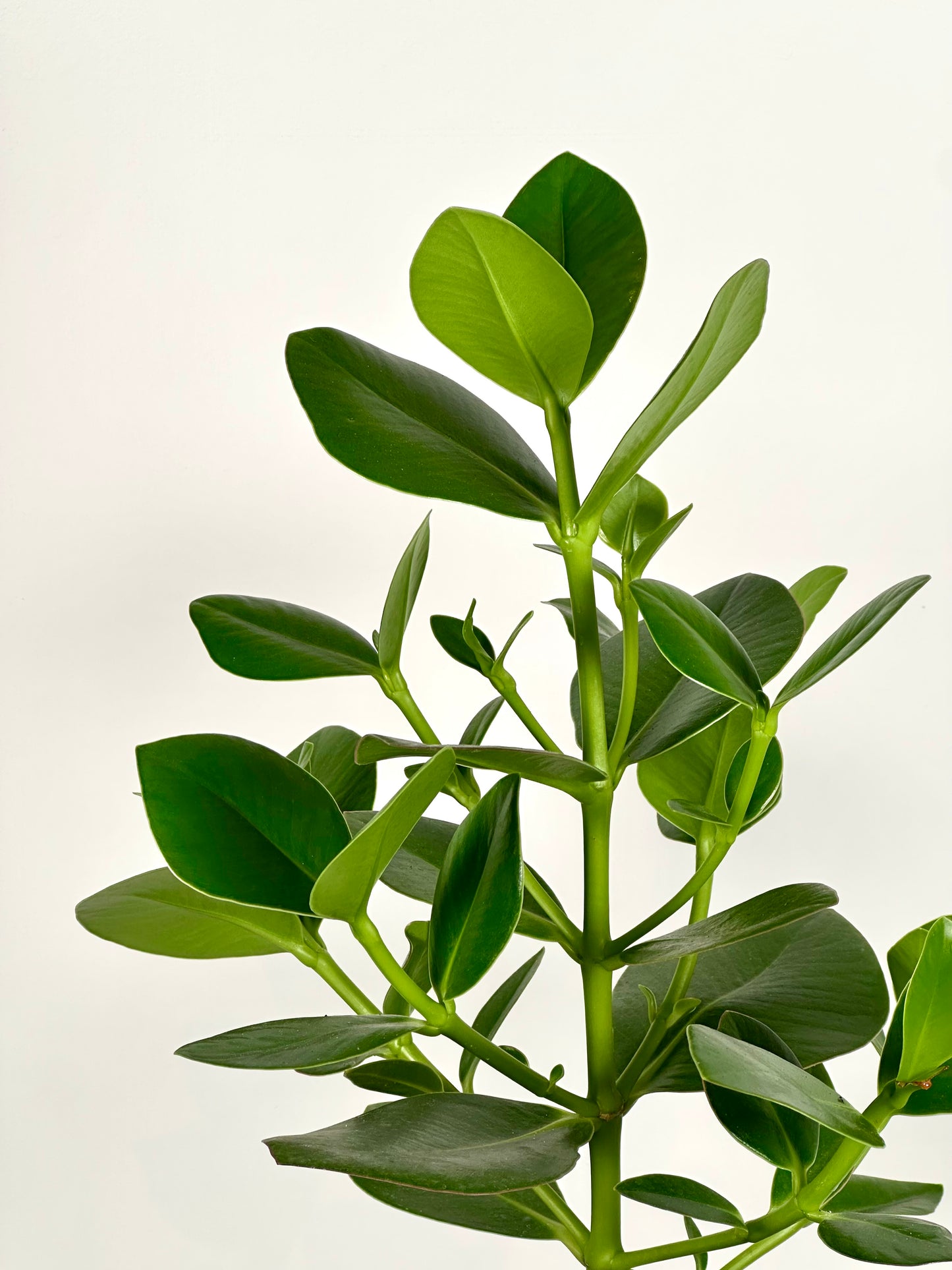 Clusia Rosea