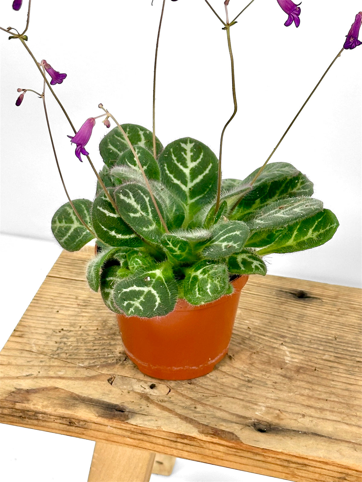 Primulina Sinovietnamica