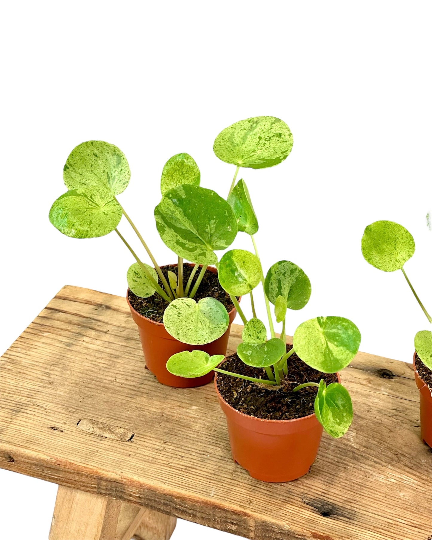 Pilea Mojito - Baby plant