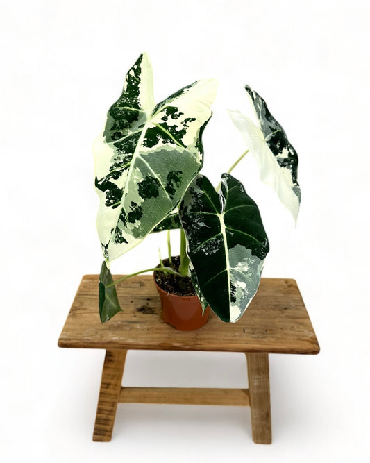 Alocasia Frydek variegata - Taille M