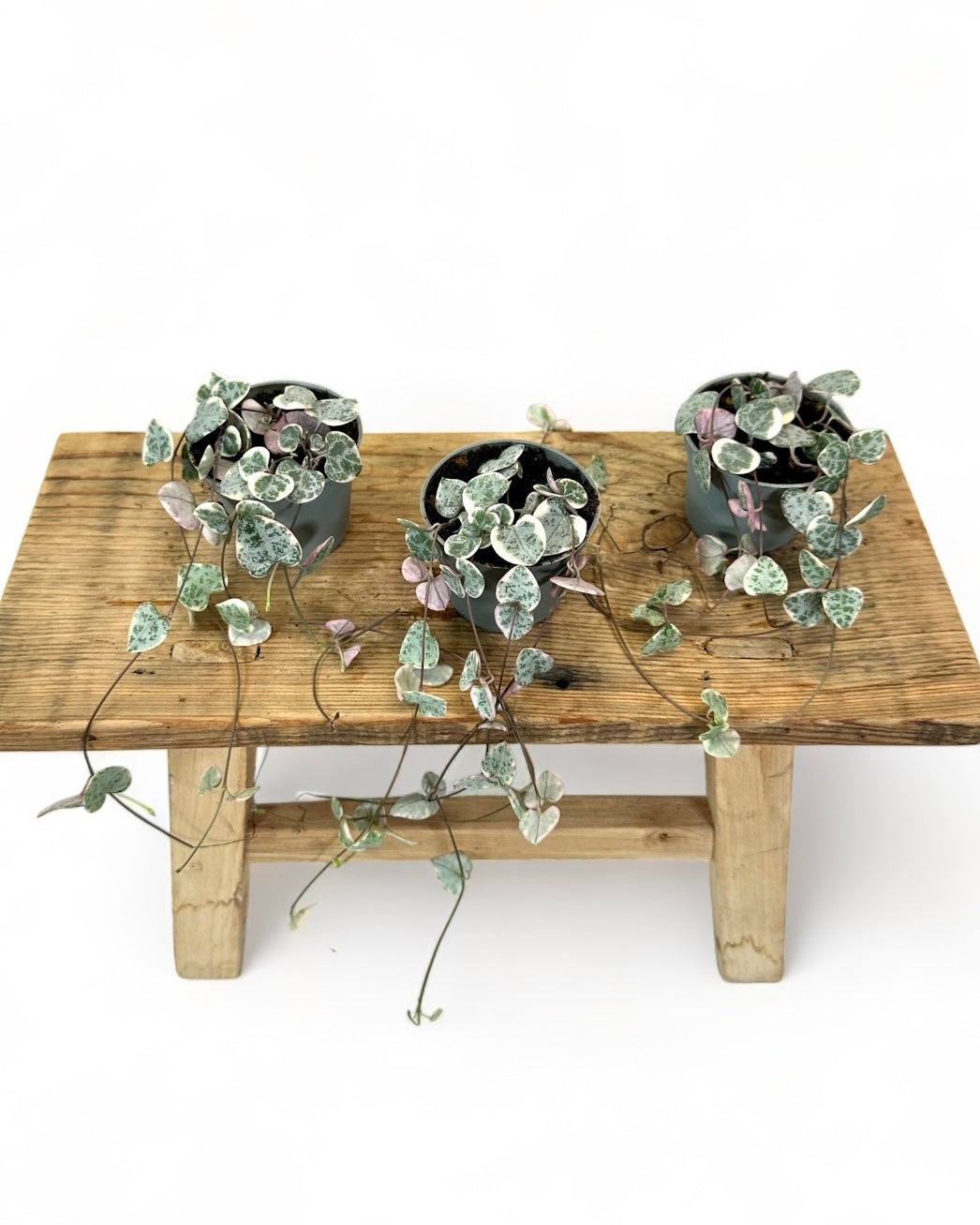 Ceropegia Woodii variegata - Baby plant