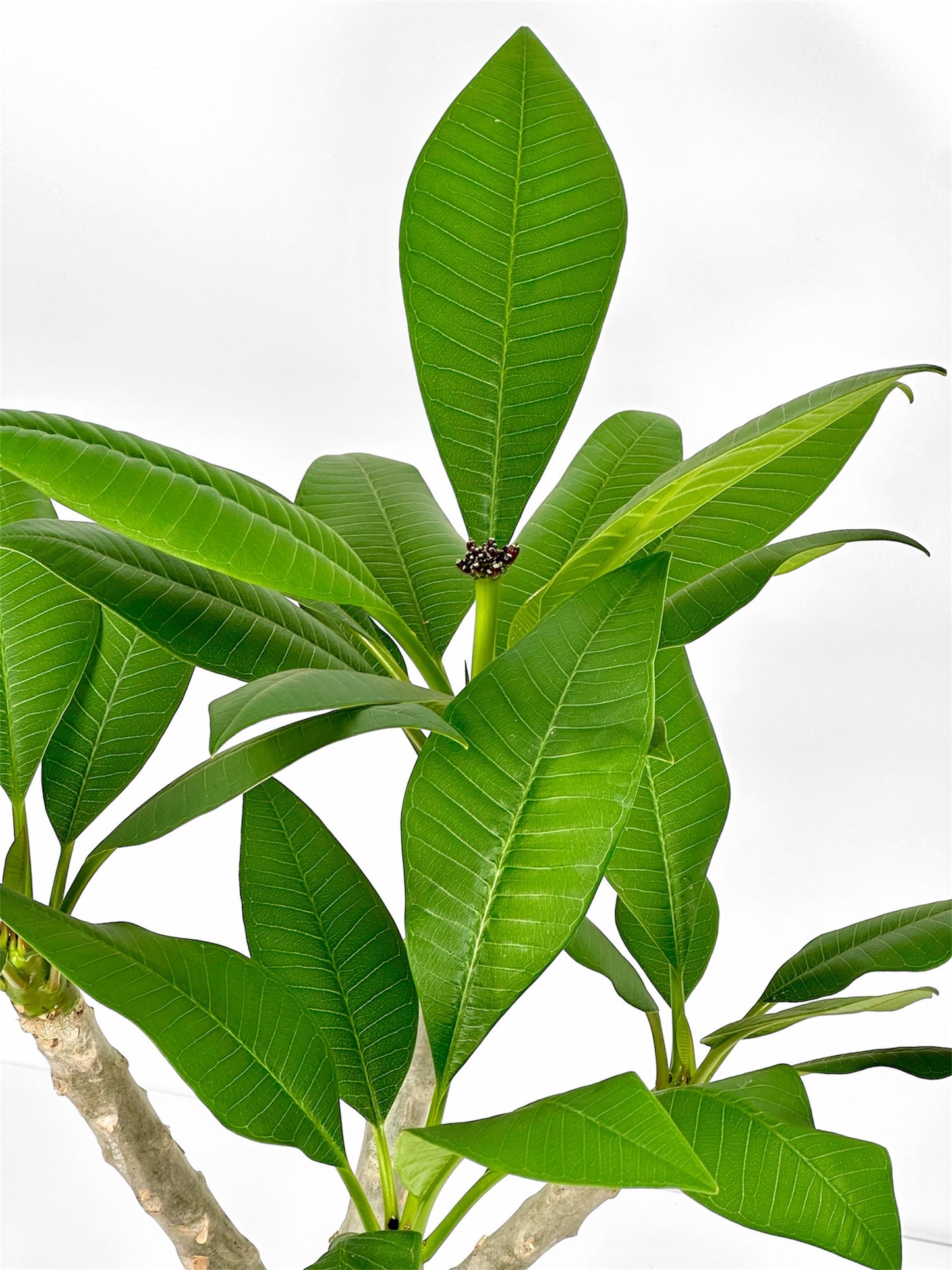 Plumeria - Frangipanier