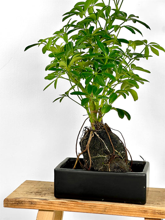 Schefflera sur pierre de lave
