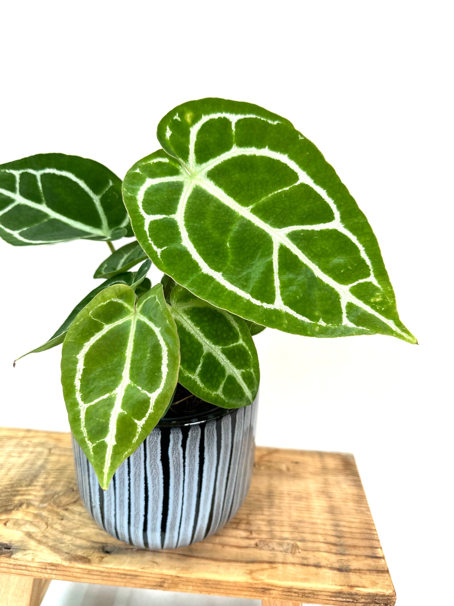 Anthurium Crystallinum