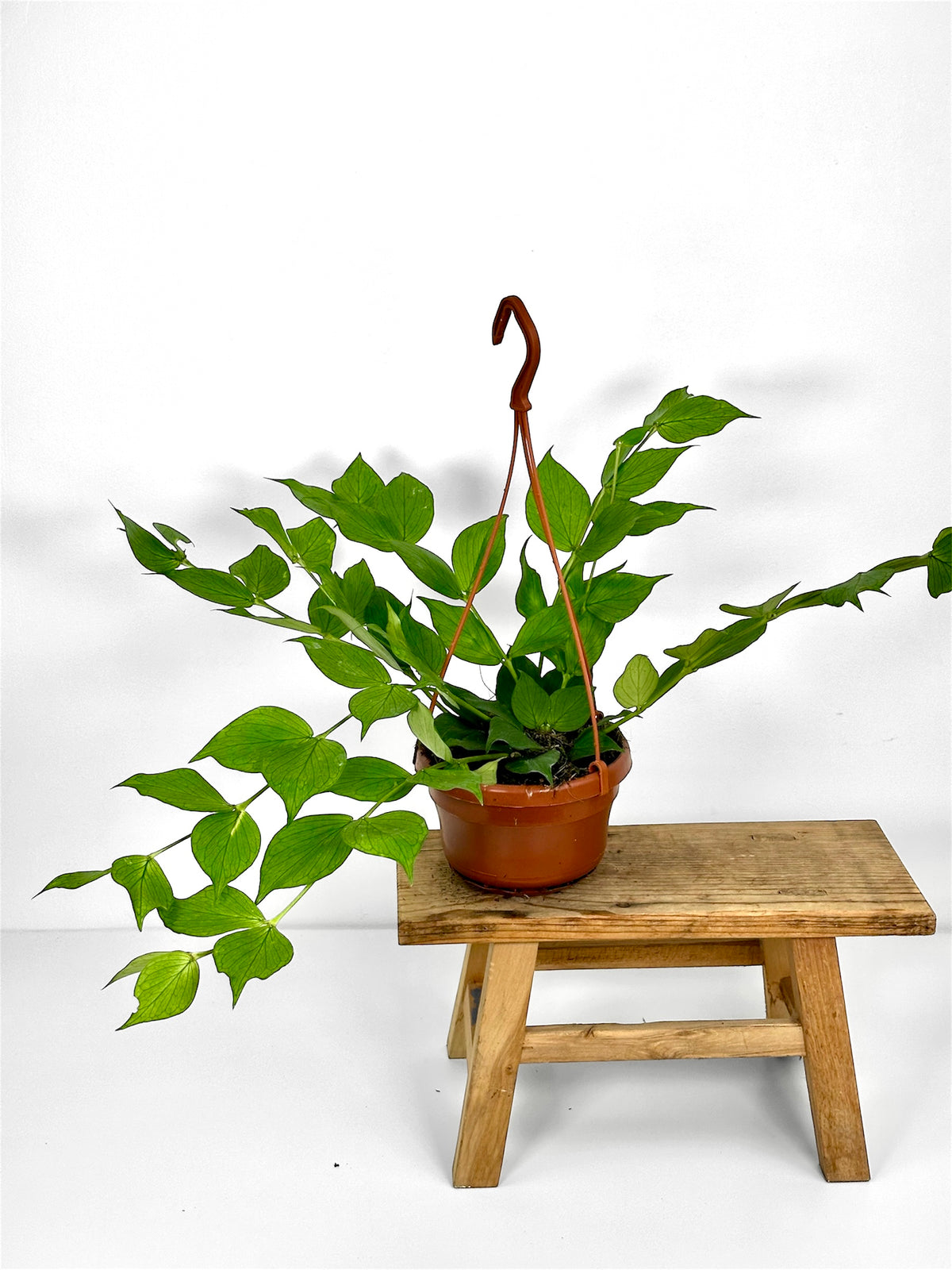 Hoya Polyneura - suspension