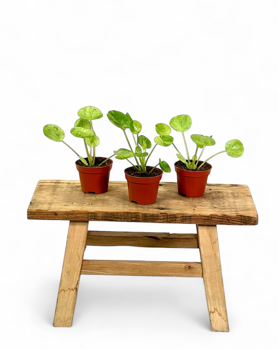 Pilea Mojito - Baby plant