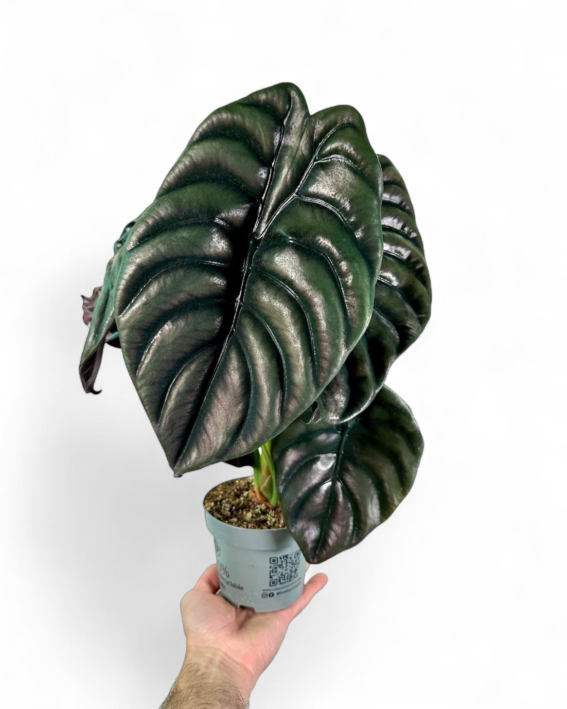 Alocasia Cuprea Red Secret - XXL leaf