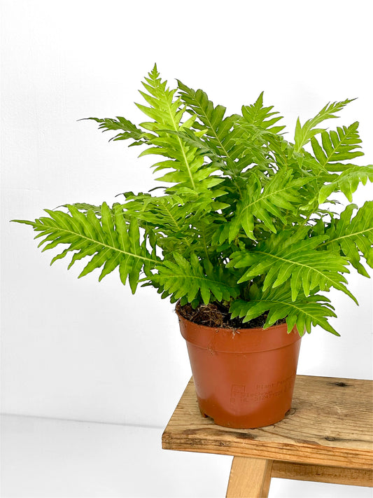 Blechnum Gib Silver Lady (Fougère)
