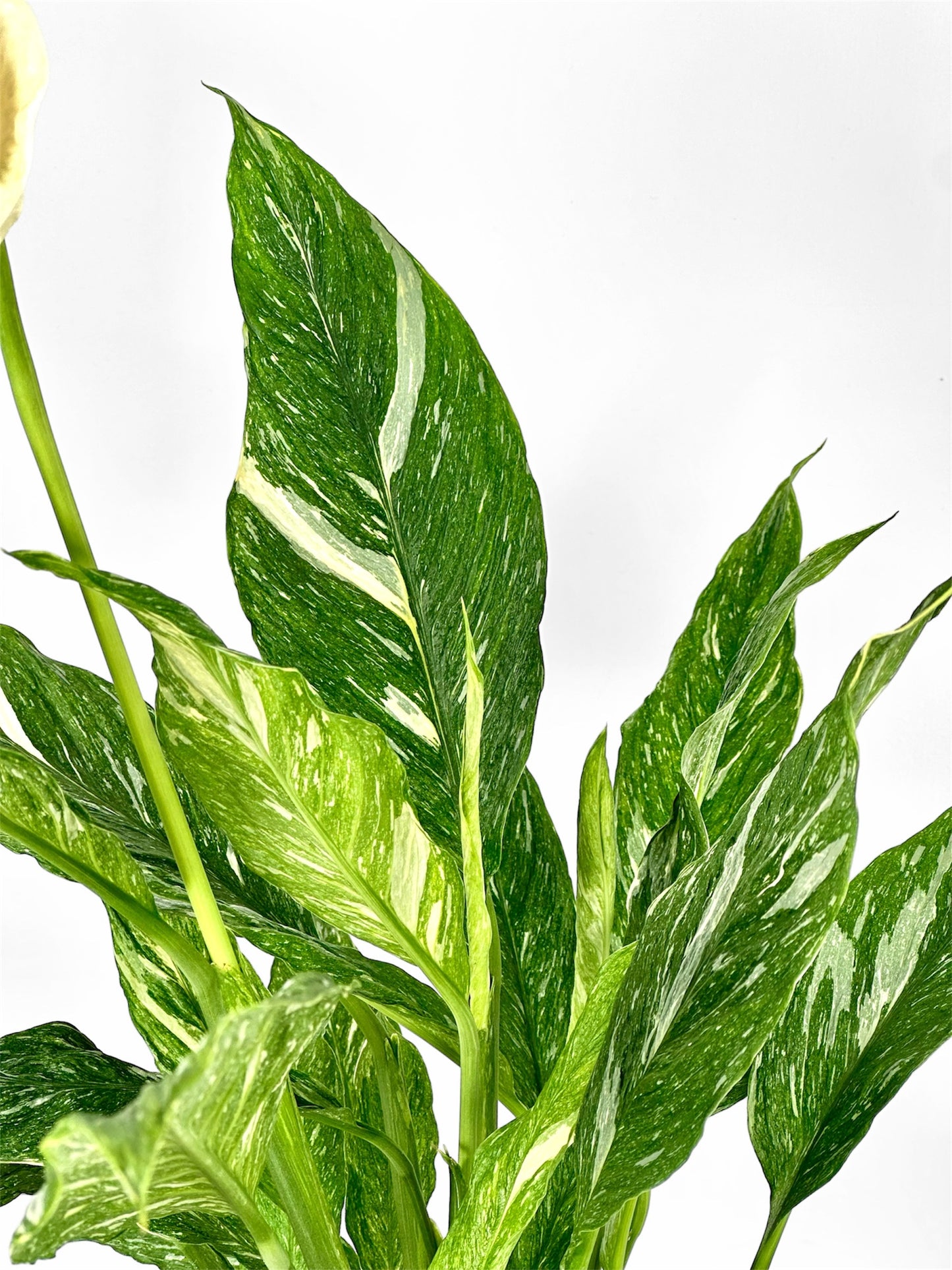 Spathiphyllum Diamond variegata