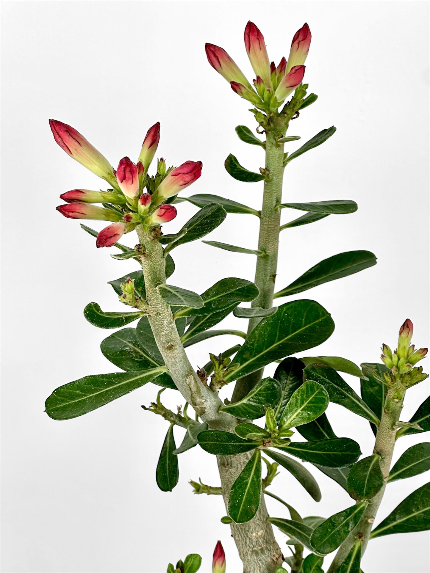 Adenium Obesum Anouk - Rose du désert