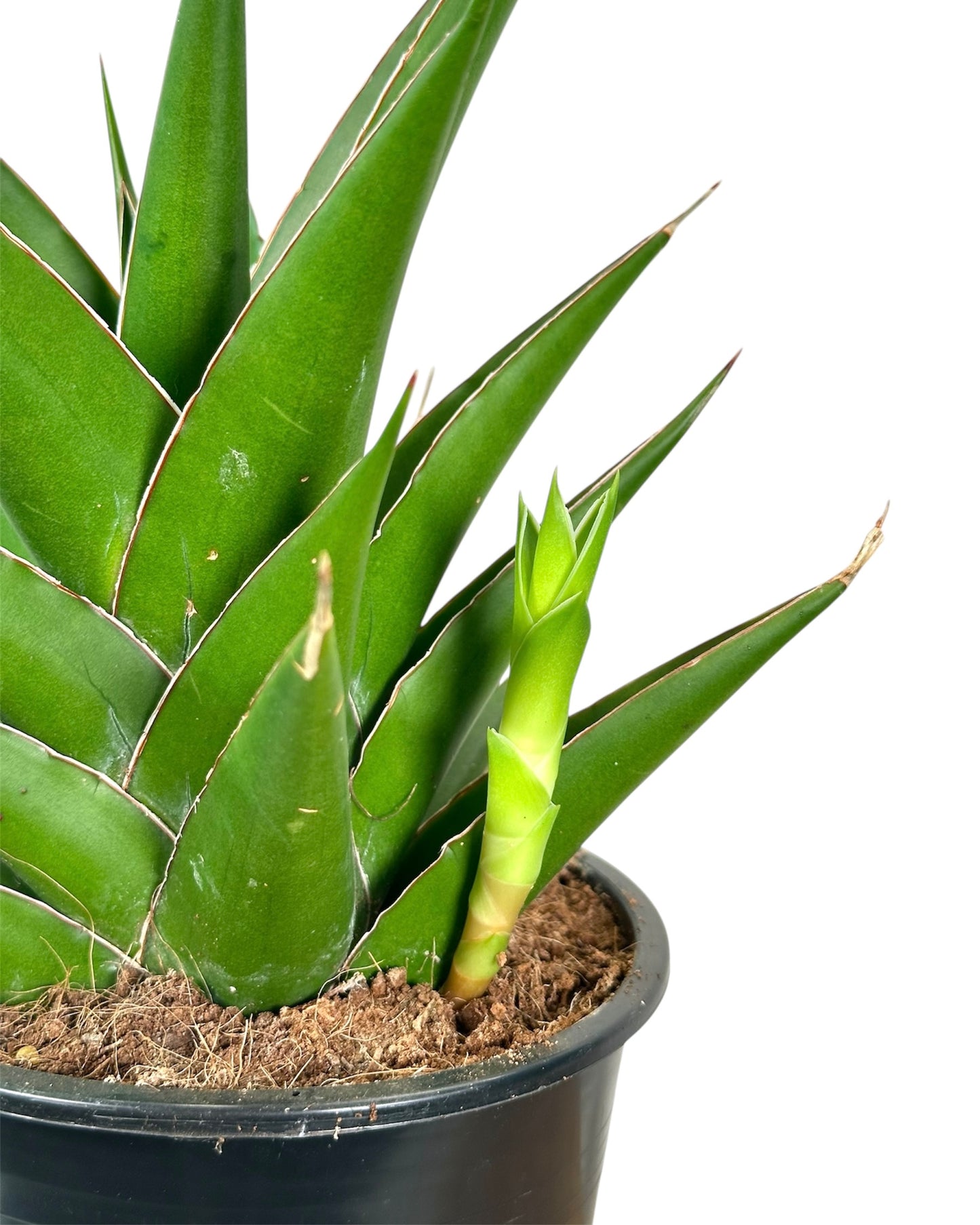 Sansevieria Samurai Compacta