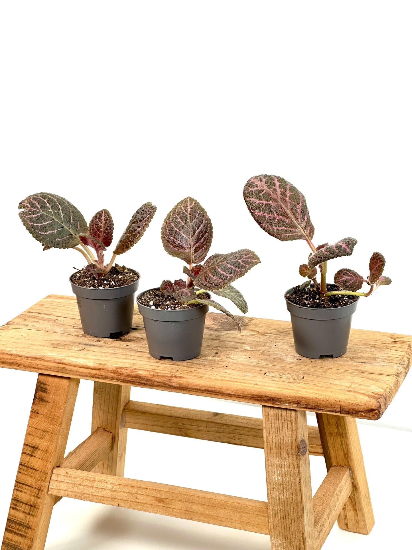 Episcia Black Star - Baby plant