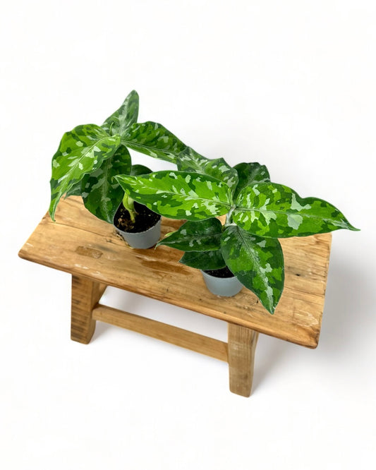 Aglaonema Pictum Tricolor - Baby plant