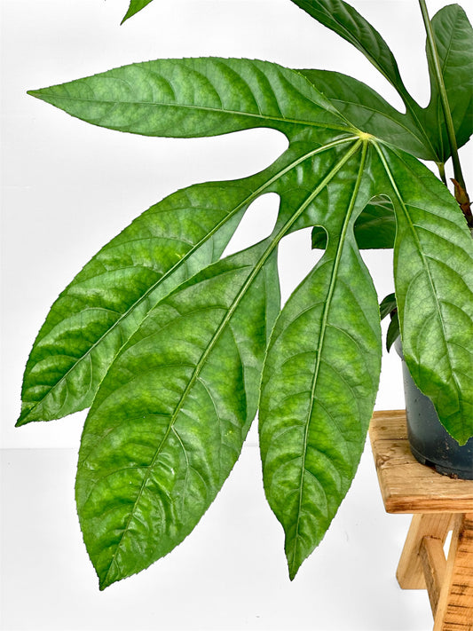 Trevesia Burckii - Ghost Foot