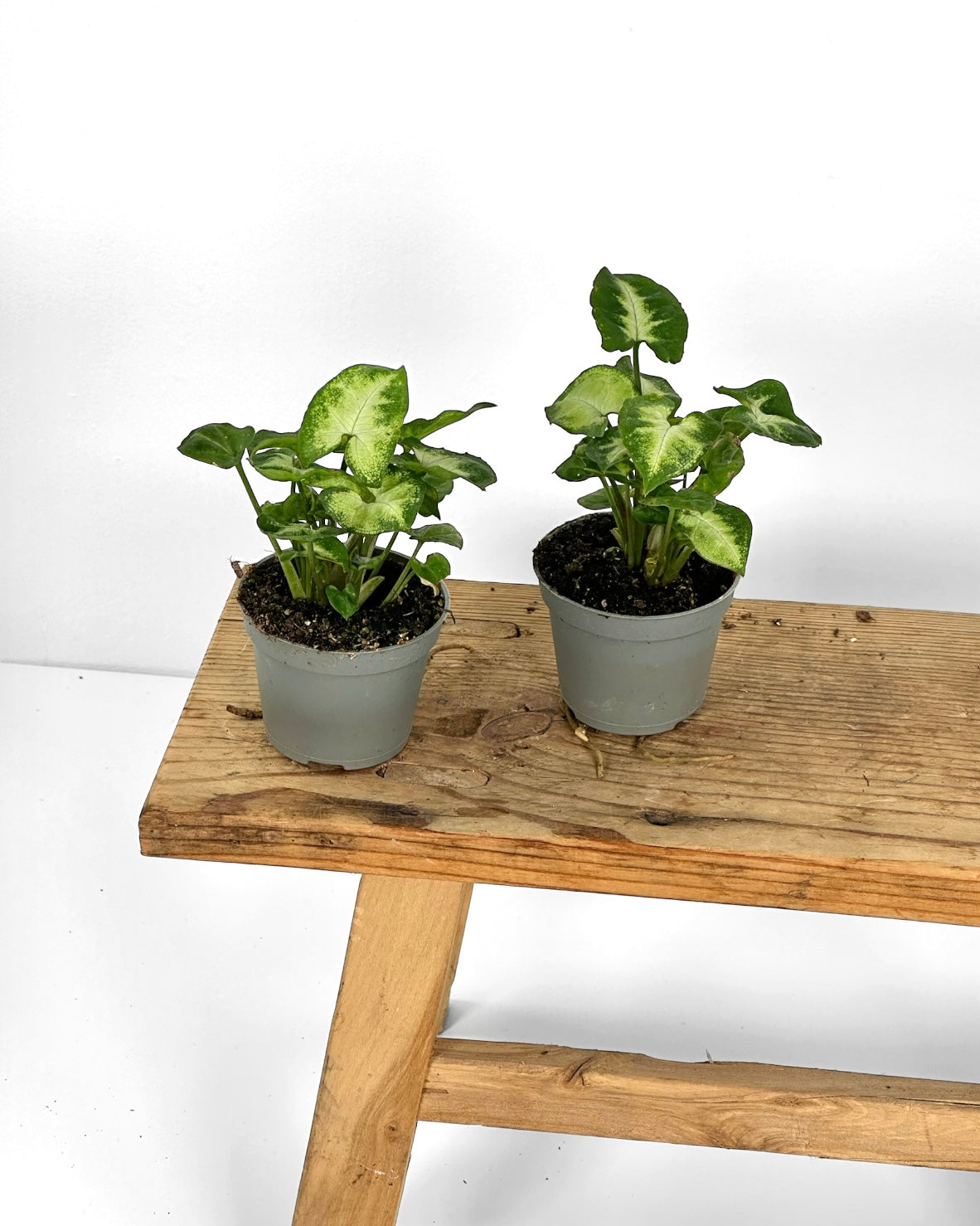 Syngonium Pixie - Baby plant