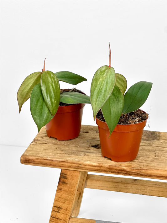 Philodendron Burle Marx Fantasy